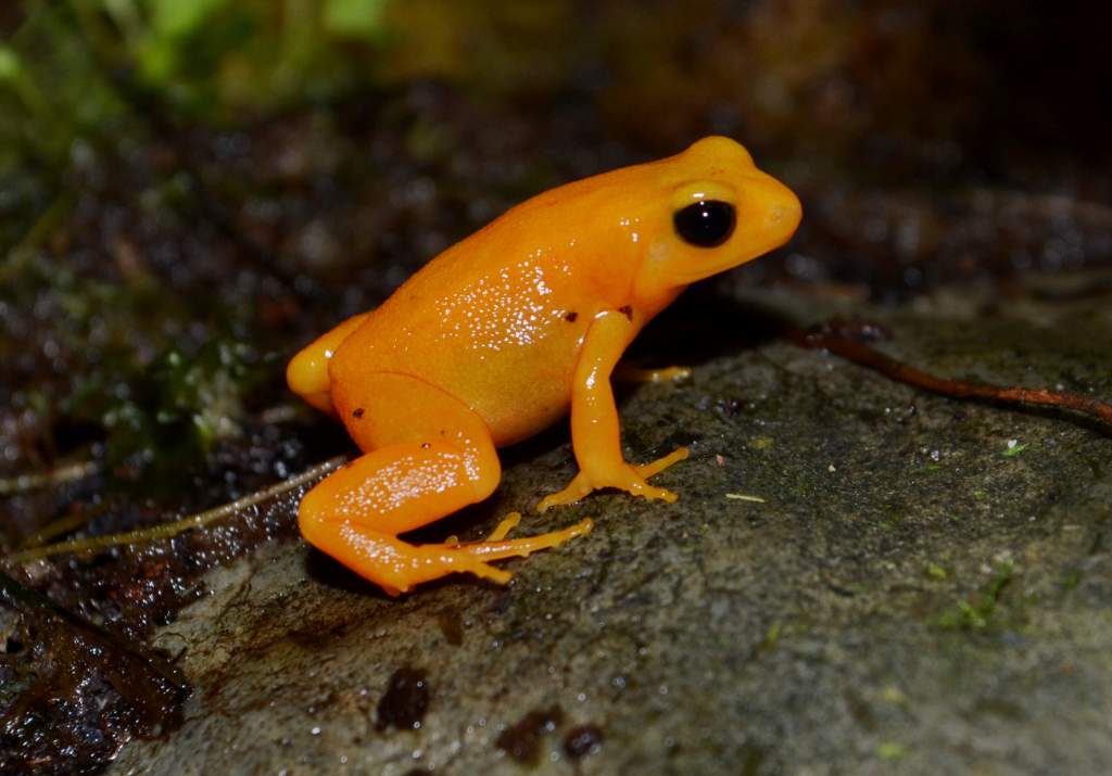 Golden Mantella Female
Nomenclature: Mantella aurantiaca 

© 2013 (These are my own photographs, please ask permission before using)