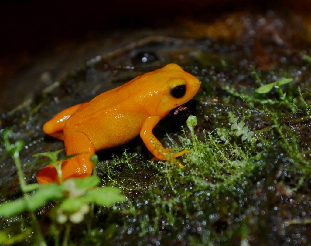 Golden Mantella Male
Nomenclature: Mantella aurantiaca 

© 2013 (These are my own photographs, please ask permission before using)