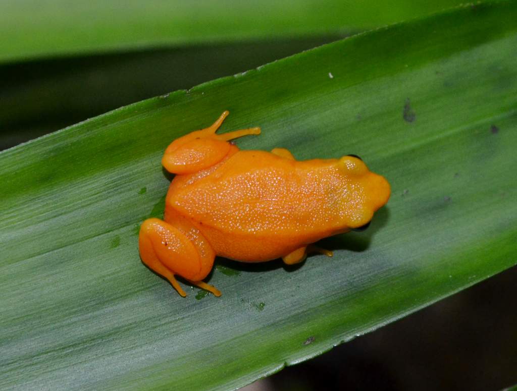 Golden Mantella
Nomenclature: Mantella aurantiaca
IUCN Red List: Critically Endangered
Country of Origin: Eastern-central Madagascar.

© 2013 (These a