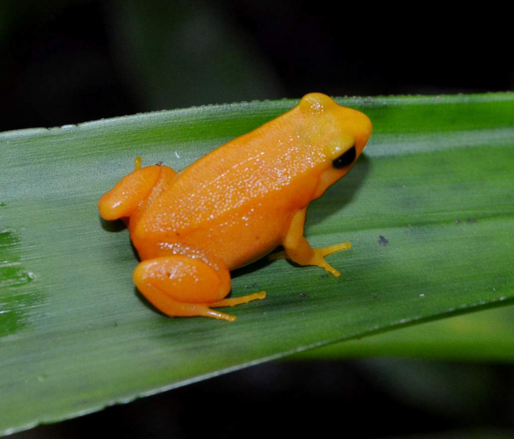 Golden Mantella 
Nomenclature: Mantella aurantiaca
IUCN Red List: Critically Endangered
Country of Origin: Eastern-central Madagascar.


© 2013 (These