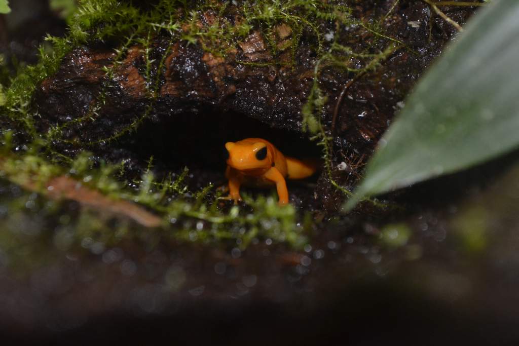 Golden Mantella 
Nomenclature: Mantella aurantiaca
IUCN Red List: Critically Endangered
Country of Origin: Eastern-central Madagascar.


© 2013 (These