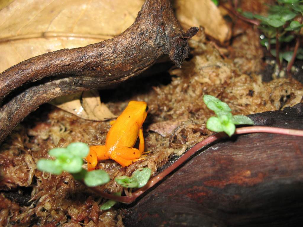 Golden mantella