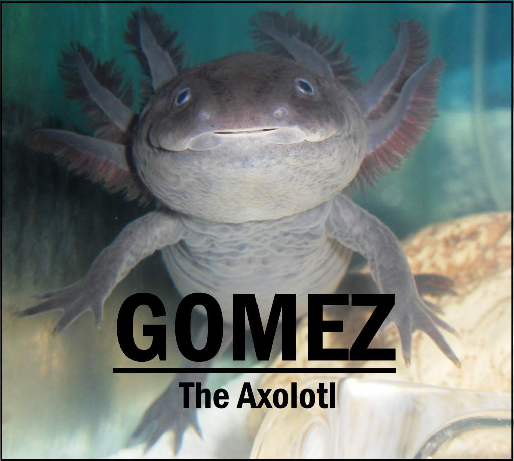 Gomez avatar