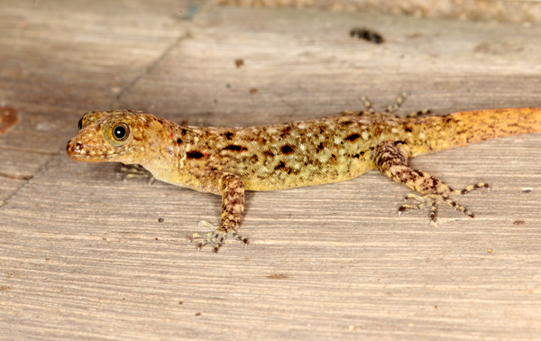 Gonatodes albogularis - Yellow Headed Gecko