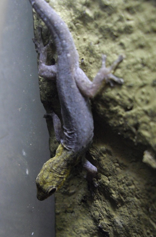 Gonatodes albogularis (Yellow-headed Gecko)