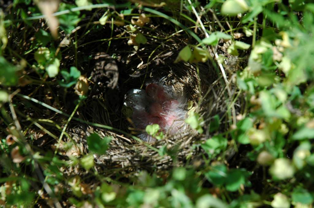 Grasshopper sparrows and egg