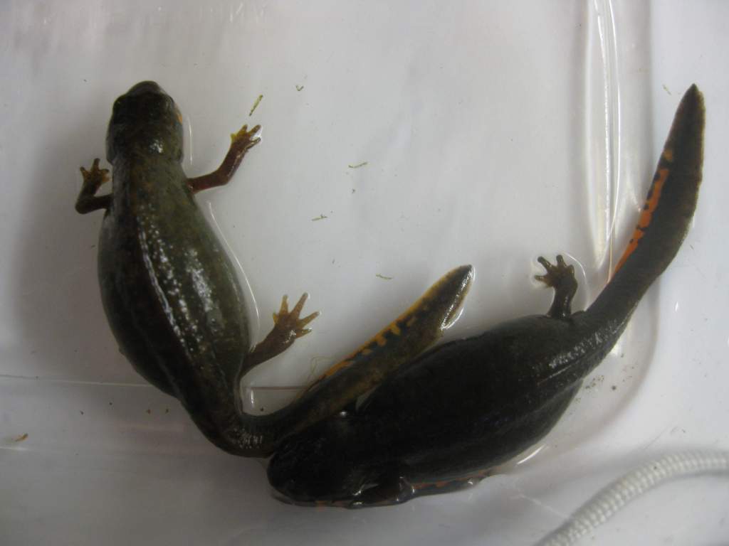 Gravid Cynops cyanurus.