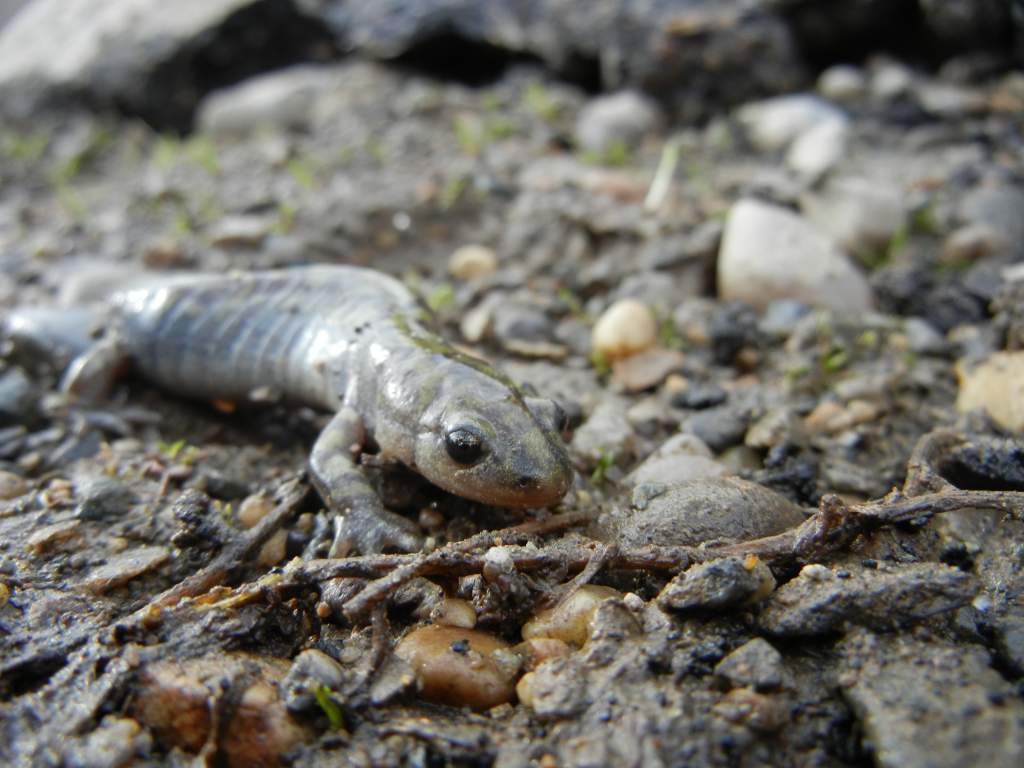 Gravid female (A. macrodactylum) - April, 2011