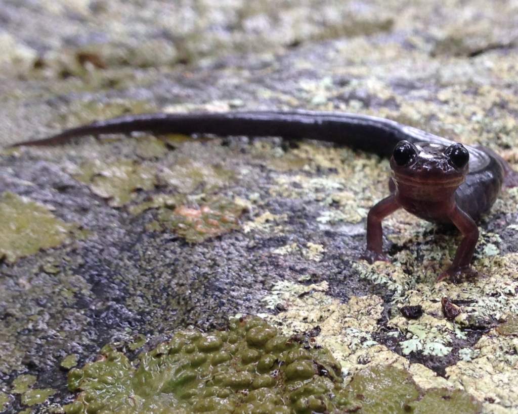 Gray-cheeked Salamander (Plethodon montanus)