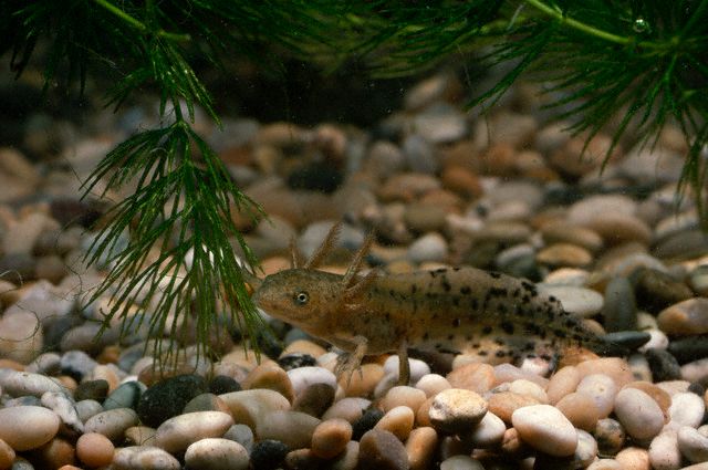 Great Crested Newt (larvae)