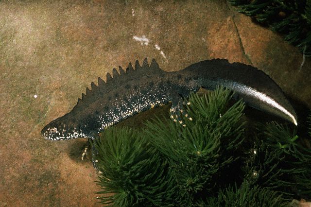 Great Crested Newt (Triturus cristatus)