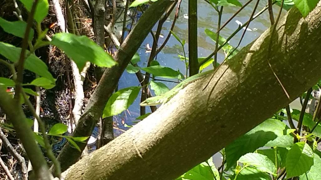 Green anole in the same habitat as the watersnakes and skinks