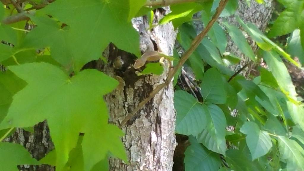 Green anole. Male