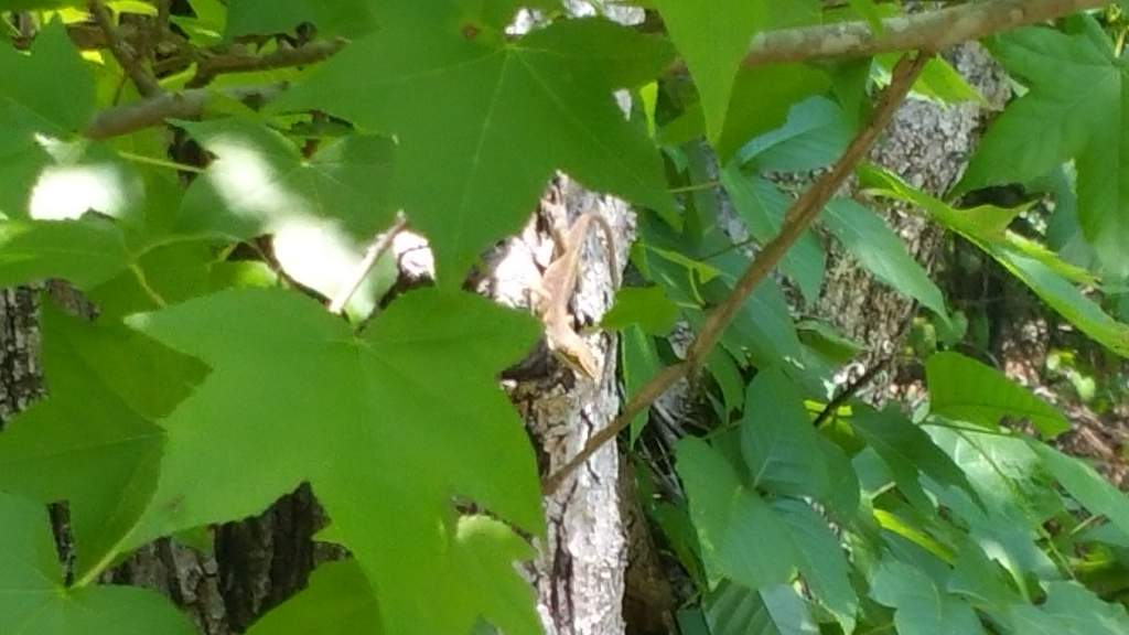 Green anole. Same male as last photo