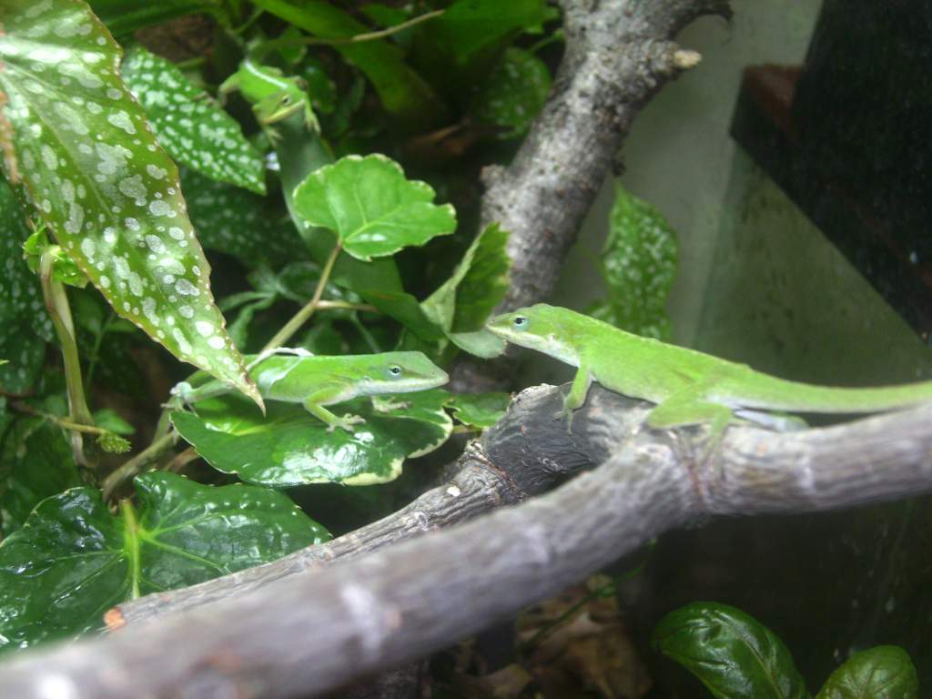 Green anoles