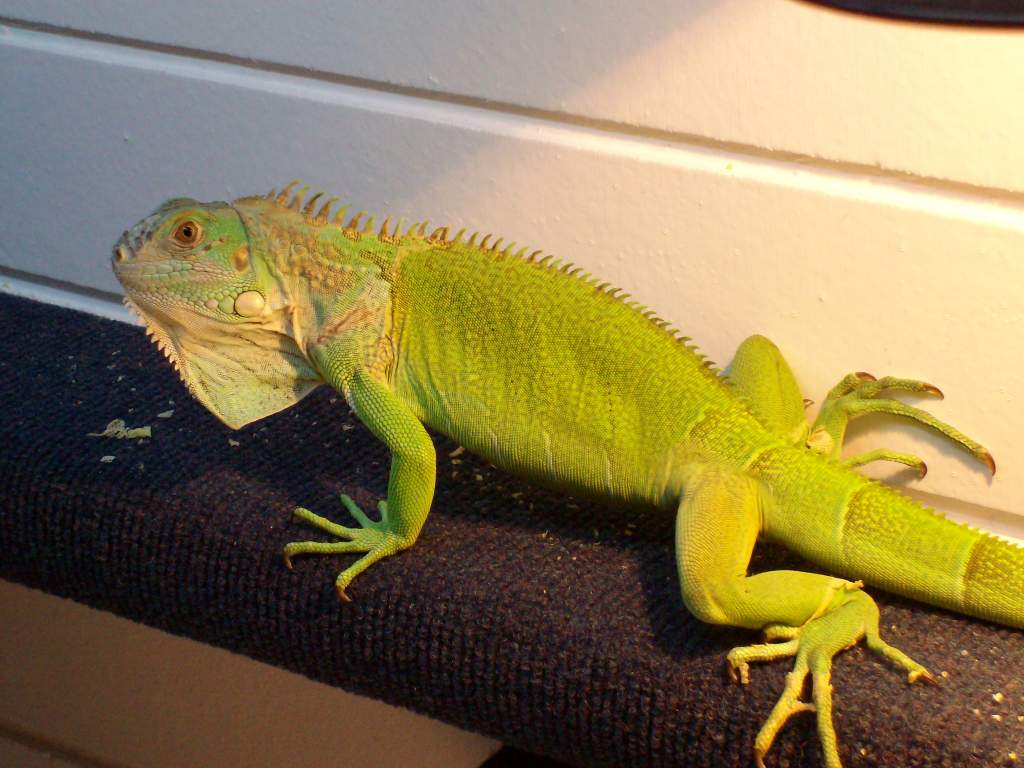 Green Iguana 
(Does not like cameras!)