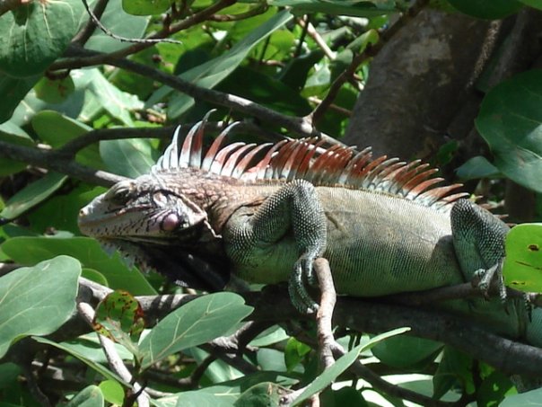 Green Iguana- Virgin Islands | Caudata.org: Newts and Salamanders Portal