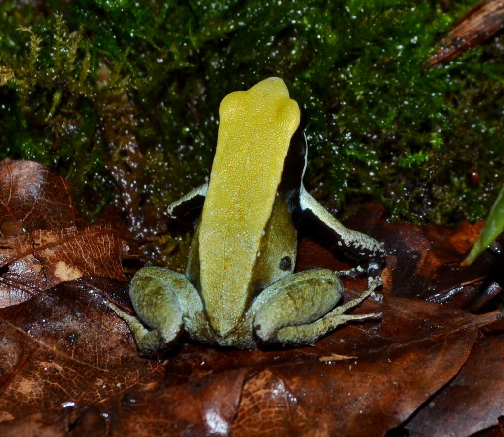 Green Mantella
Nomenclature: Mantella viridis
IUCN Red List: Endangered
Country of Origin: Top-Northern Madagascar.

© 2013 (These are copyrighted pho