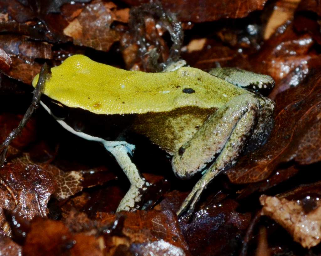 Green Mantella
Nomenclature: Mantella viridis
IUCN Red List: Endangered
Country of Origin: Top-Northern Madagascar.

© 2013 (These are copyrighted pho