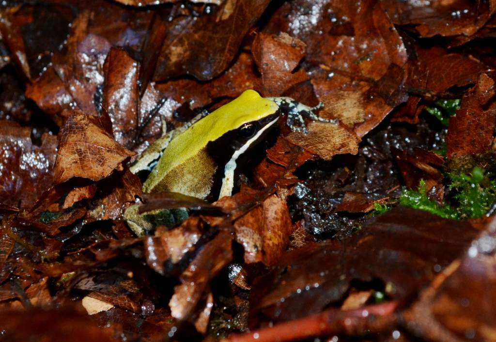 Green Mantella
Nomenclature: Mantella viridis
IUCN Red List: Endangered
Country of Origin: Top-Northern Madagascar.

© 2013 (These are copyrighted pho