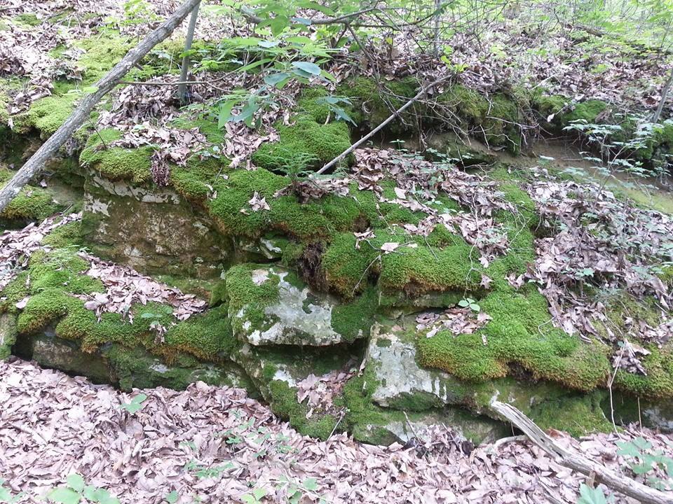 green salamander habitat