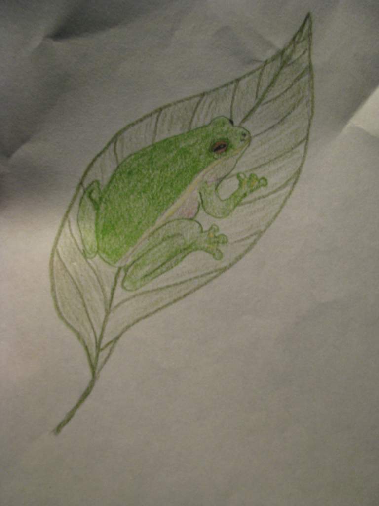 Green Tree Frog
Drawn with colored pencil