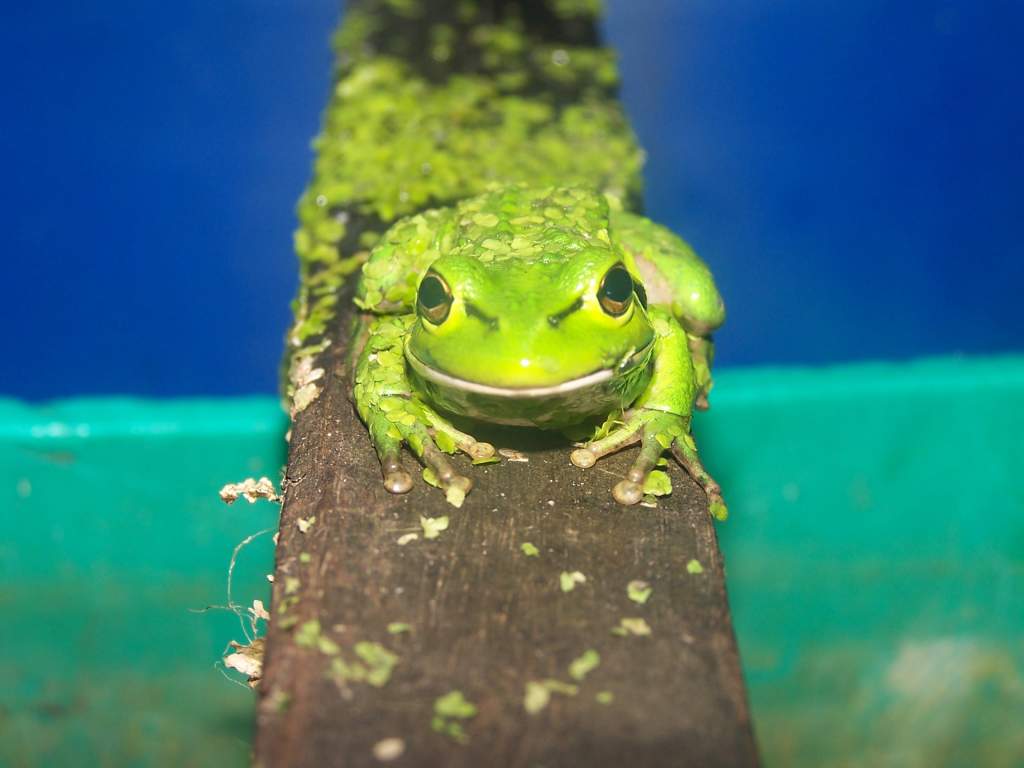 Green Tree Frog2