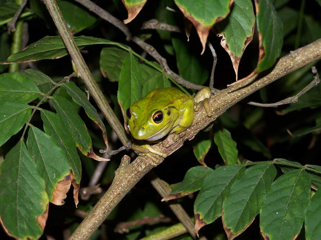 Green Tree Frogs