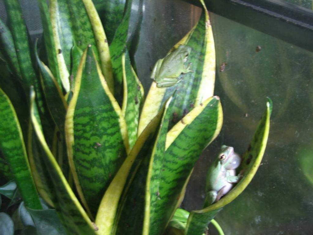 Green treefrogs (Hyla cinerea)