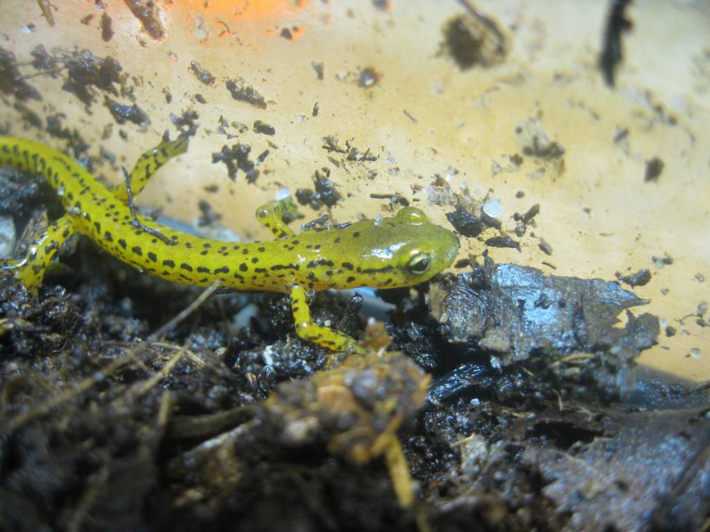 Greenish colored Eurycea longicauda.