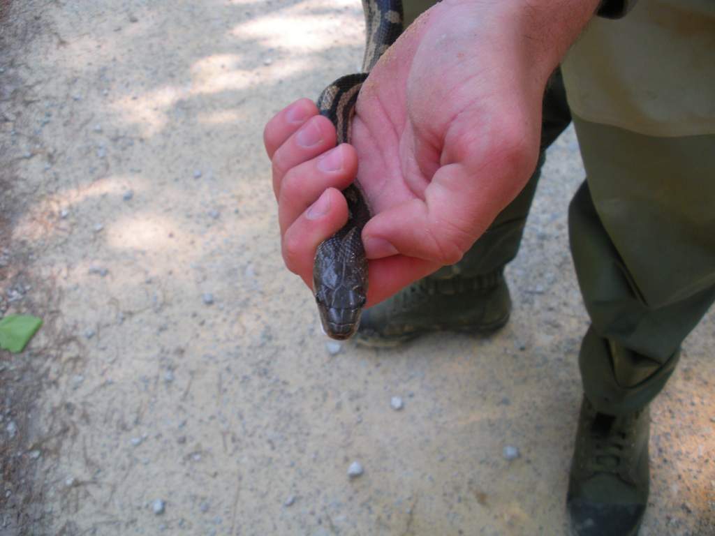 Grey ratsnake