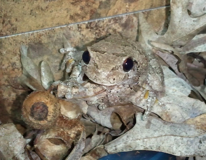 Grey Tree Frog, Weiser

She blends perfectly with her surroundings!  Very impressive