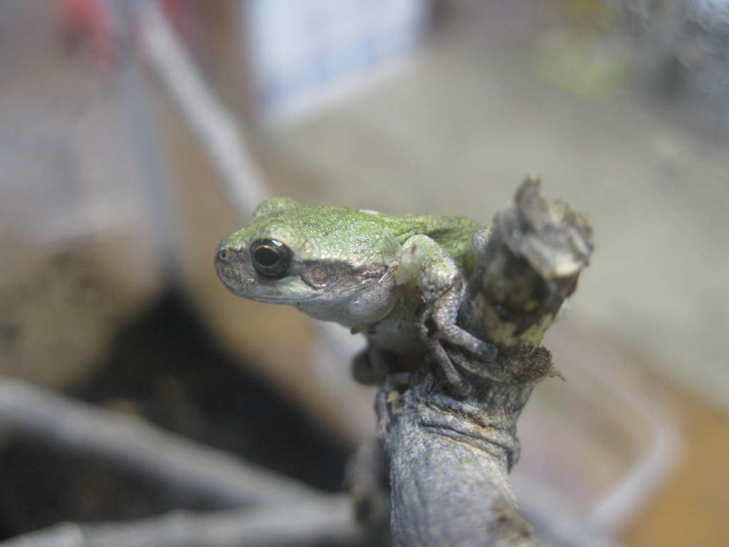 Grey tree frog