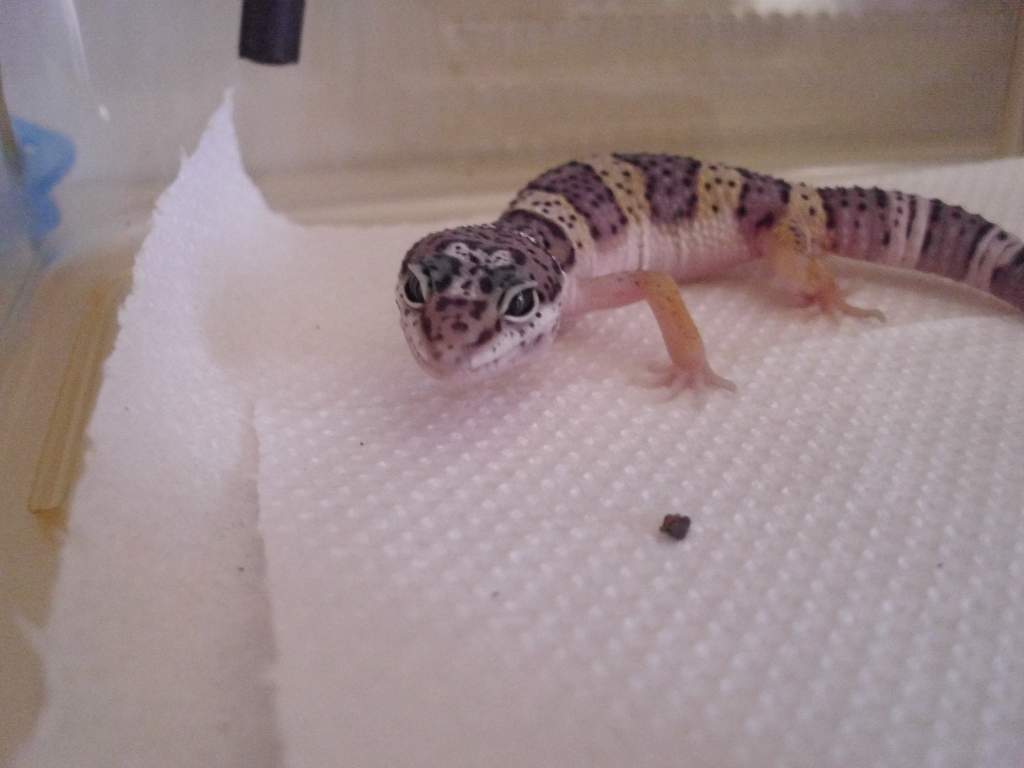 Grissom the gecko