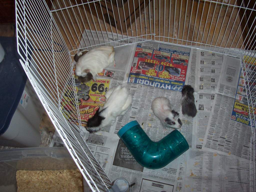 Guineapig Sows with babies