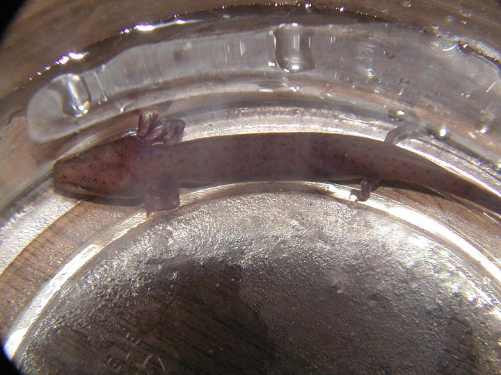 Gulf Coast Waterdog (Necturus cf beyeri)