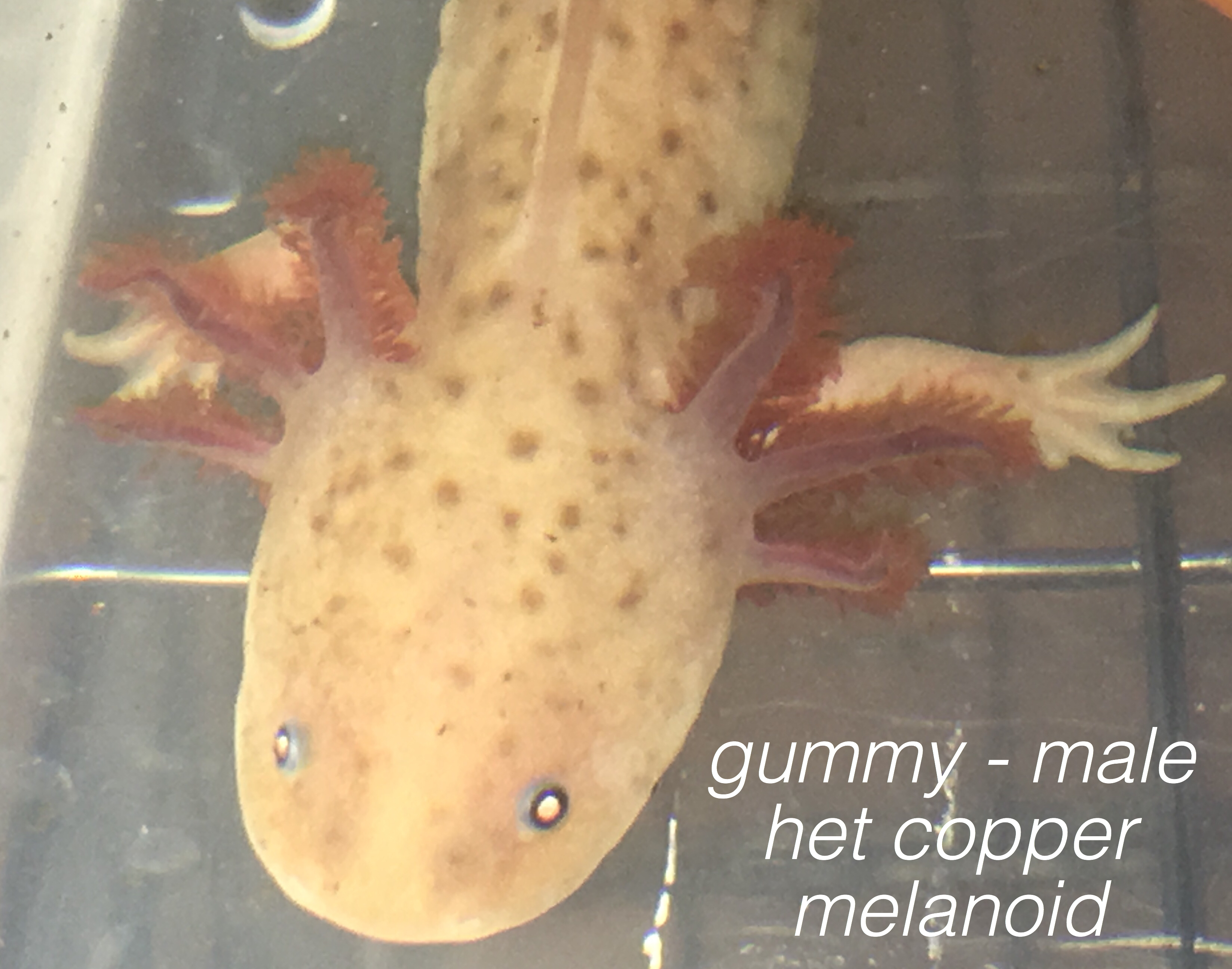 gummy - male
het copper melanoid