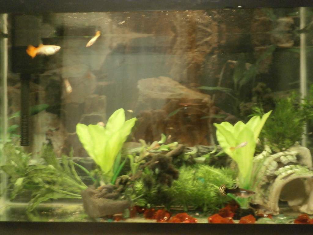 Guppies! and Bristlenose pleco