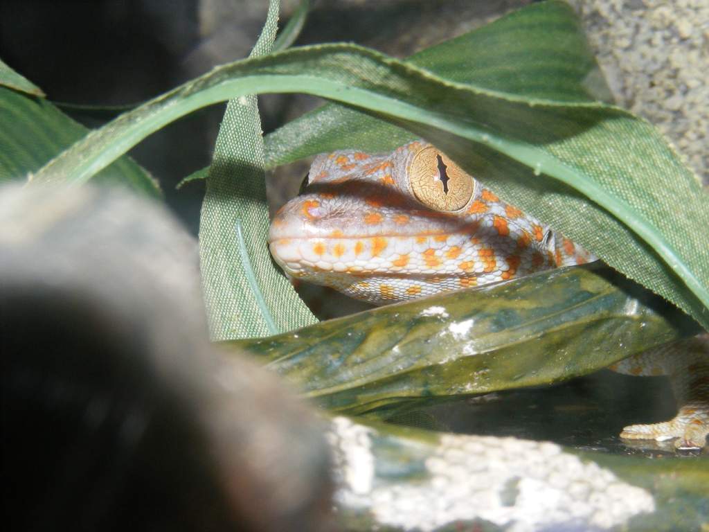 "Gustav"- my (tamed) Tokay.