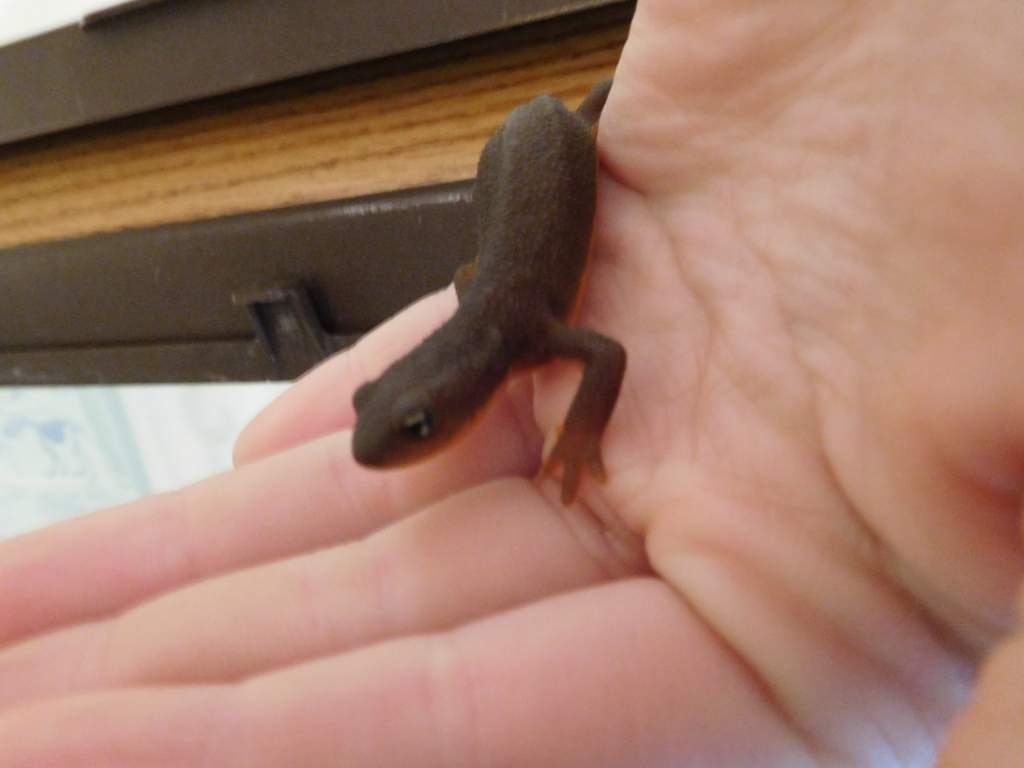 hARRISON, MY rOUGH-sKINNED nEWT