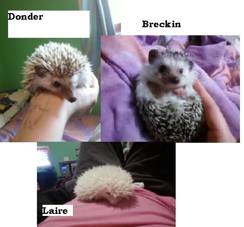 hedgefam
Dad- Donder
Mom- Breckin
Baby Female- Laire