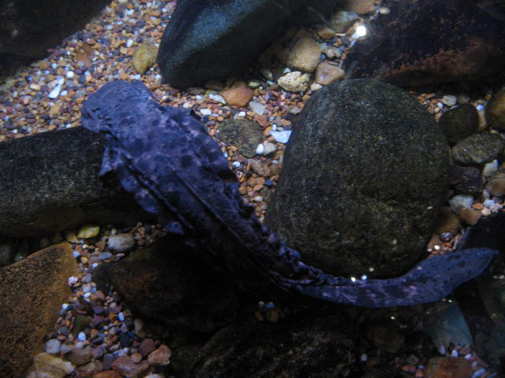 hellbender