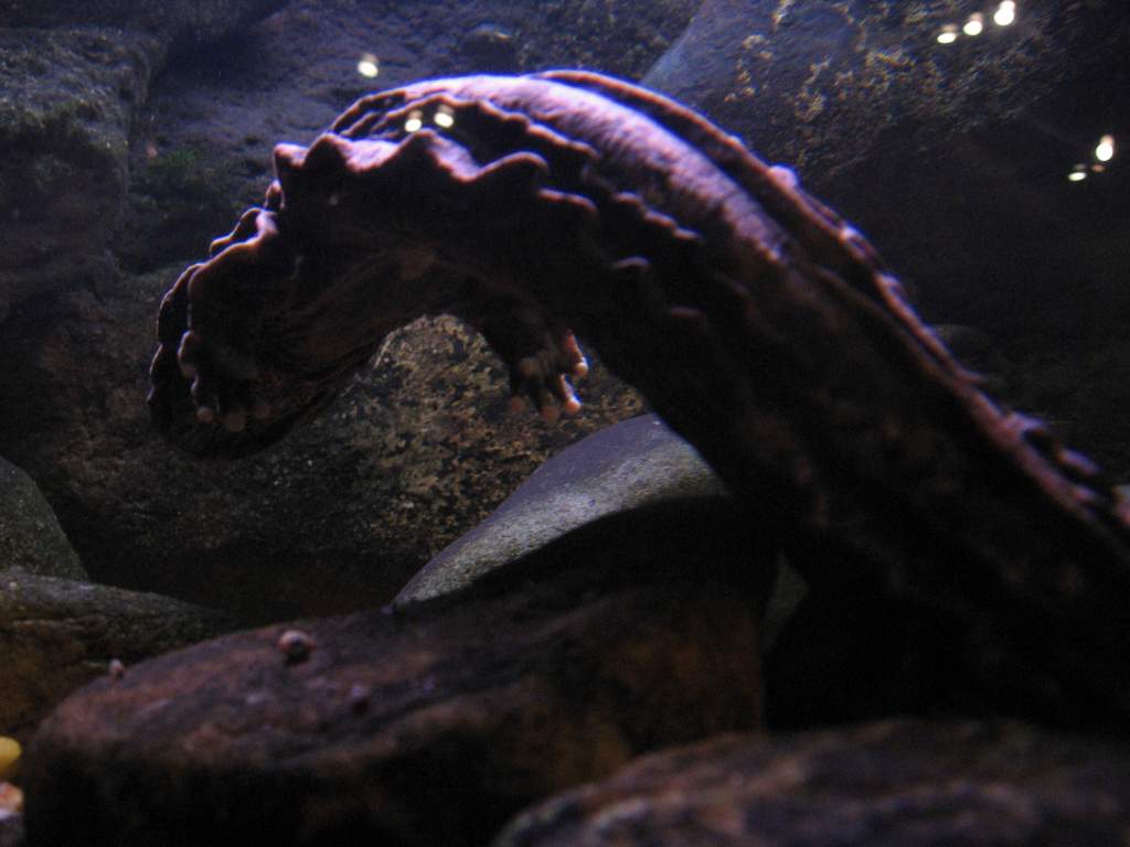 hellbender