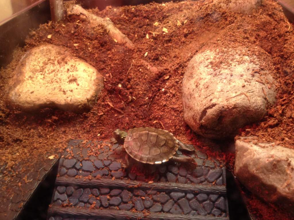 Helmet basking today 7/5/15