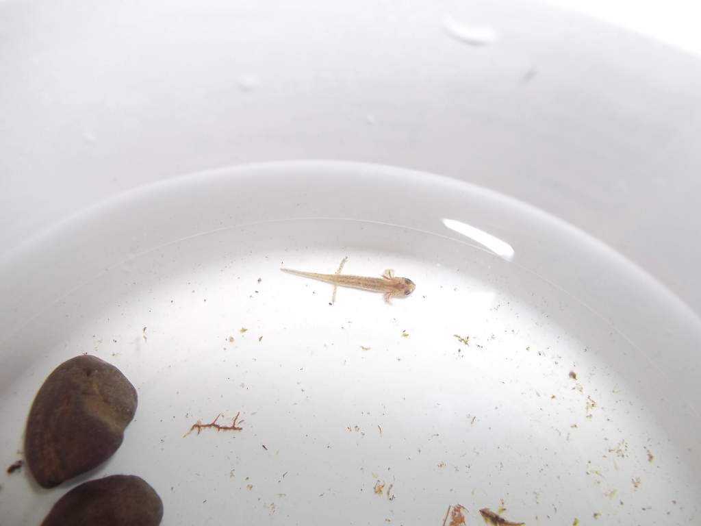 Hemidactylum larvae