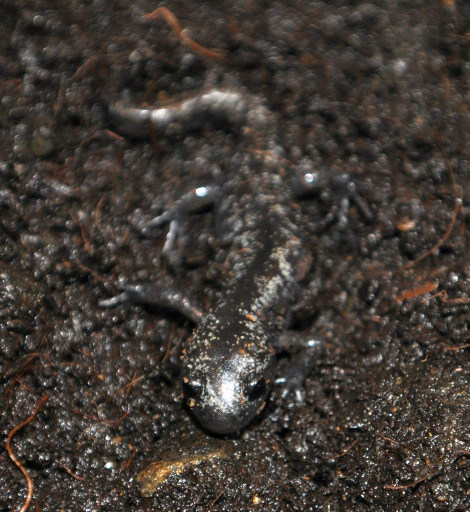 Here is a frontal view of Nebula. I love how you can see the texture of its skin on its head. I want to get some good shots of it on printer paper whe