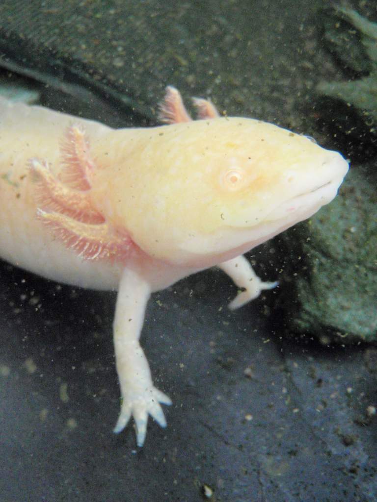 Here is my female axolotl, unimaginatively named 'Axa'   :)