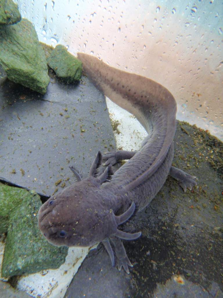 Here is my male axolotl, unimaginatively named 'Lotl'   :)