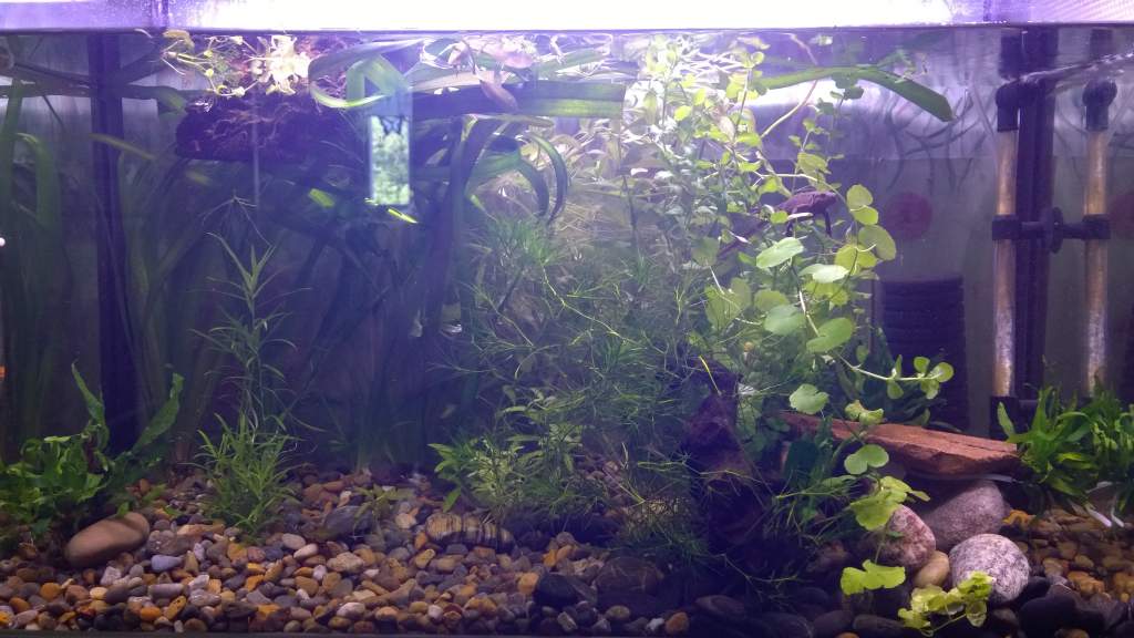 Here's how I had the tank first...no easy cleaning here! It's changed a lot since and I don't recommend this to anyone.