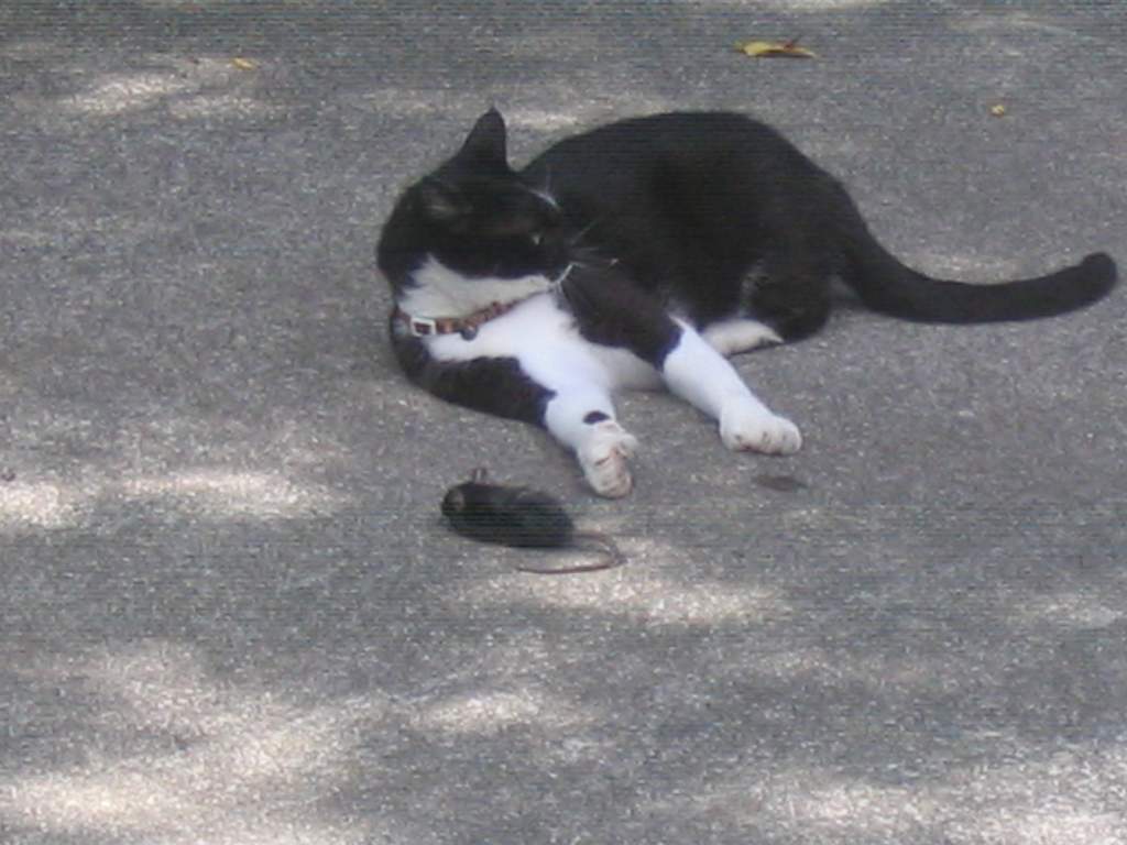 Hermione with baby (wood) rat summer 2009 a